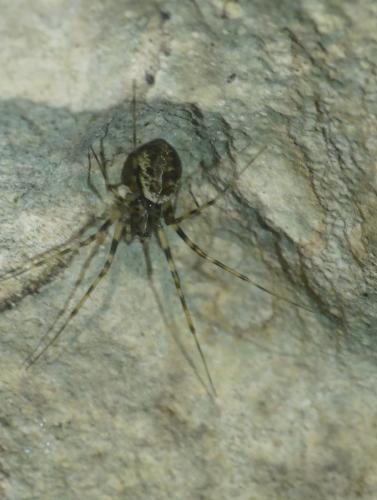 Drapetisca socialis